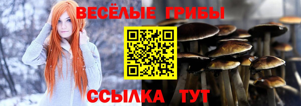 Галлюциногенные грибы Psilocybine cubensis Кубинка